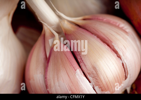 Macro di una testa di aglio che mostra la pplump, viola i chiodi di garofano e foglie di bianco, Foto Stock