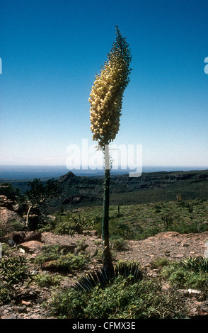 Hesperoyucca whipplei (ex Yucca whipplei) cresce in Baja California, Messico Foto Stock