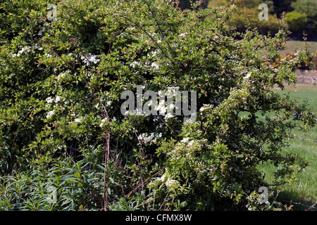 Biancospino in fiore Alderley Edge cheshire england Foto Stock