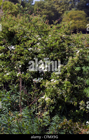 Biancospino in fiore Alderley Edge cheshire england Foto Stock