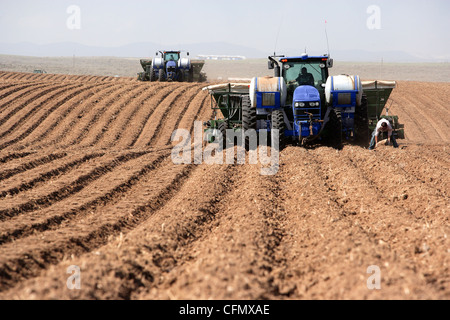 Macchine agricole la semina delle patate. Foto Stock