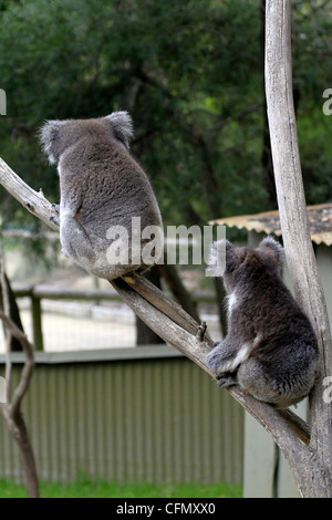 Una coppia di orsi koala seduto sullo stesso ramo rivolto lontano dalla fotocamera Foto Stock