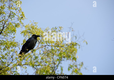 Jungle crow, Corvus macrorhynchos, seduto su un ramo di un albero Foto Stock