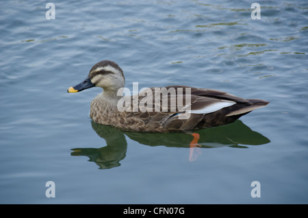 Spot-fatturati anatra Anas poecilorhyncha, nuoto, sulle sponde di un lago. Foto Stock