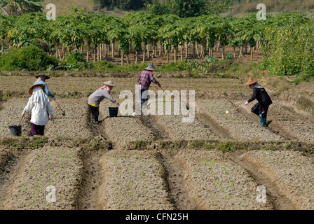 Lavoratori di insalata in Chiang Dao Chiang Mai nel nord della Thailandia del 18/01/2009 Foto Stock