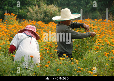 Fiore di lavoratori in Chom Thong.Chiang Mai.La Thailandia del Nord il 12/03/2009 Foto Stock