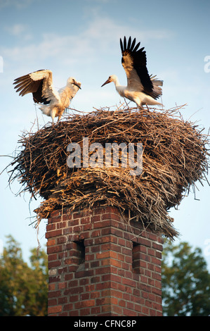 Cicogne sulla parte superiore del camino nella città di Lenzen, Brandeburgo, Germania, Europa Foto Stock