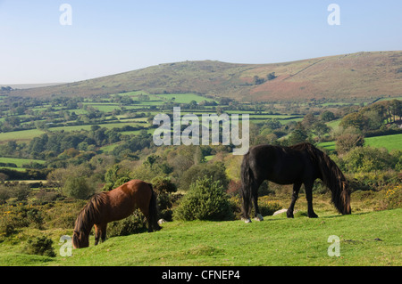 Pony di pascolare su Dartmoor Dartmoor National Park, Devon, Inghilterra, Regno Unito, Europa Foto Stock