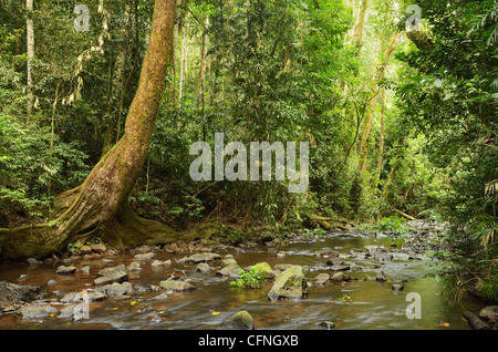 Millaa Millaa River, Atherton altipiano, Queensland, Australia Pacific Foto Stock