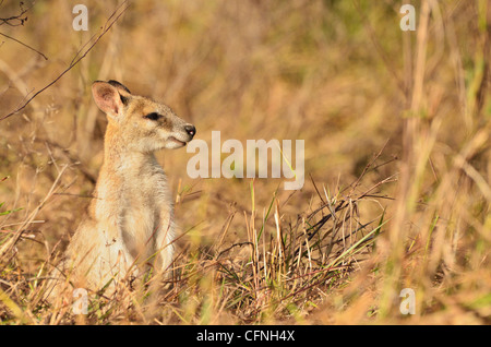 Agile wallaby, Tyto zone umide, Ingham, Queensland, Australia. Pacific Foto Stock