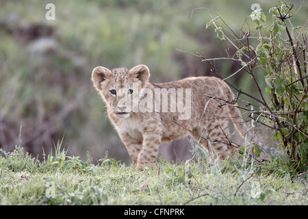 Lion (Panthera leo) cub, il cratere di Ngorongoro, Tanzania, Africa orientale, Africa Foto Stock