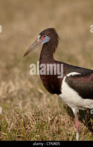 La Abdim stork (Ciconia abdimii), il cratere di Ngorongoro, Tanzania, Africa orientale, Africa Foto Stock