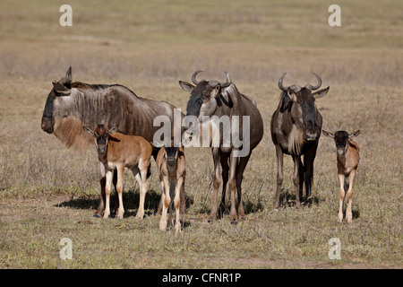 Blue GNU (GNU Borchiati) (Connochaetes taurinus) vacche e vitelli, il cratere di Ngorongoro, Tanzania, Africa orientale, Africa Foto Stock