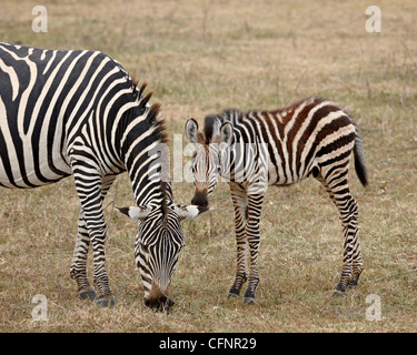 Comune (zebra Burchell's zebra) (Equus burchelli) mare e colt, il cratere di Ngorongoro, Tanzania, Africa orientale, Africa Foto Stock