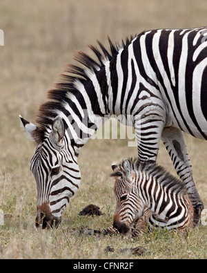 Comune (zebra Burchell's zebra) (Equus burchelli) mare e colt, il cratere di Ngorongoro, Tanzania, Africa orientale, Africa Foto Stock