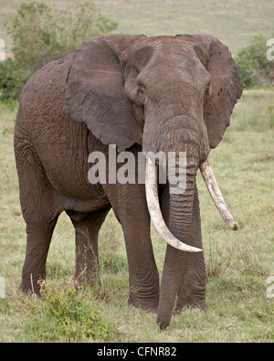 Elefante africano (Loxodonta africana),Tanzania, Africa orientale, Africa Foto Stock