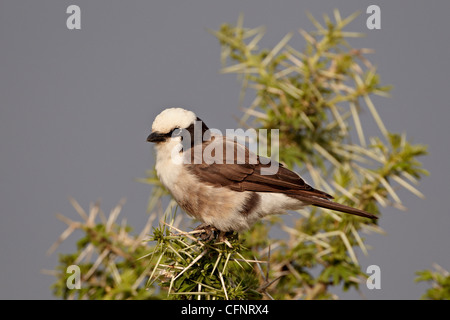 Northern bianco-crowned shrike (bianco-rumped shrike), Tanzania, Africa orientale, Africa Foto Stock