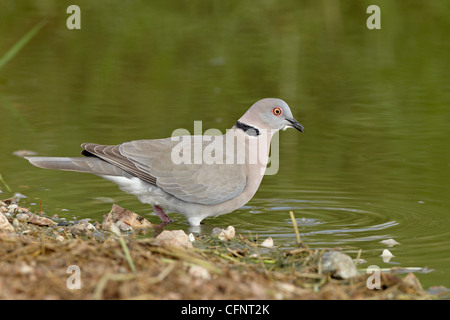 Lutto africana colomba (lutto colomba a collare) (Streptopelia decipiens), il Parco Nazionale del Serengeti, Tanzania, Africa orientale, Africa Foto Stock