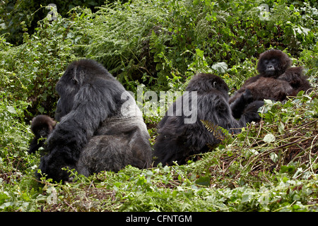 Quattro i gorilla di montagna (Gorilla gorilla beringei) del gruppo Amahoro, Parco Nazionale Vulcani, Ruanda, Africa Foto Stock