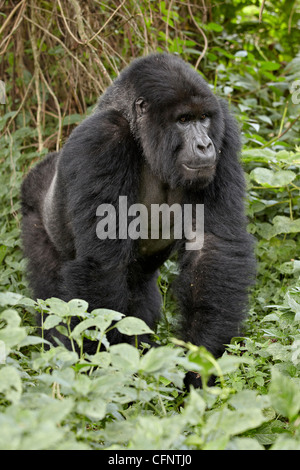 Gorilla di Montagna (Gorilla gorilla beringei), il Parco Nazionale dei Vulcani, Ruanda, Africa Foto Stock