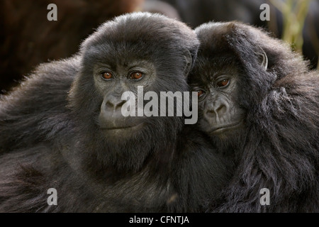 Due bambini i gorilla di montagna (Gorilla gorilla beringei) del gruppo Umubano, Parco Nazionale Vulcani, Ruanda, Africa Foto Stock
