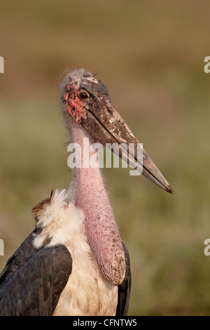 Marabou stork (Leptoptilos crumeniferus), il Parco Nazionale del Serengeti, Tanzania, Africa orientale, Africa Foto Stock