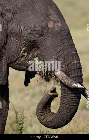 Elefante africano (Loxodonta africana) mangiare, Serengeti National Park, Tanzania, Africa orientale, Africa Foto Stock