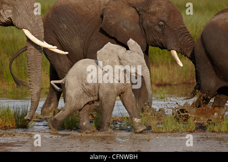 Baby elefante africano (Loxodonta africana), il Parco Nazionale del Serengeti, Tanzania, Africa orientale, Africa Foto Stock