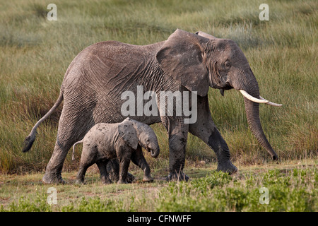 Elefante africano (Loxodonta africana) la madre e il bambino, Serengeti National Park, Tanzania, Africa orientale, Africa Foto Stock