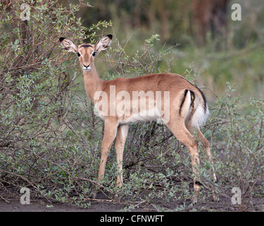 Impala femmina (Aepyceros melampus), il Parco Nazionale del Serengeti, Tanzania, Africa orientale, Africa Foto Stock