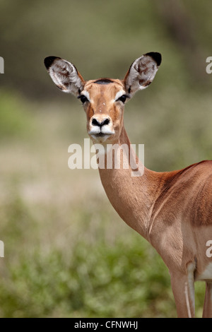 Impala femmina (Aepyceros melampus), il Parco Nazionale del Serengeti, Tanzania, Africa orientale, Africa Foto Stock