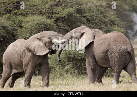 Due elefante africano (Loxodonta africana) sparring, Serengeti National Park, Tanzania, Africa orientale, Africa Foto Stock