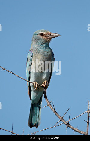 Rullo europea (Coracias garrulus), Kruger National Park, Sud Africa e Africa Foto Stock