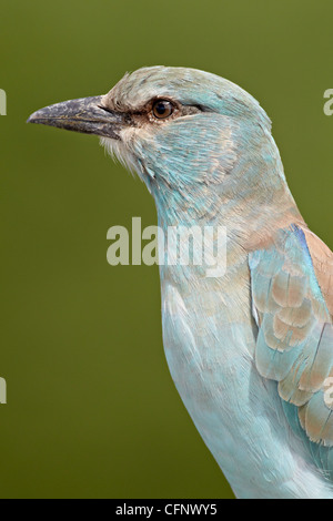 Rullo europea (Coracias garrulus), Kruger National Park, Sud Africa e Africa Foto Stock