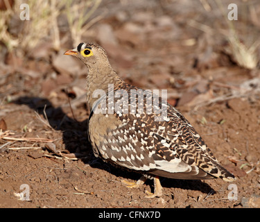 Maschio a doppia sandgrouse nastrati (Pterocles bicinctus), Kruger National Park, Sud Africa e Africa Foto Stock