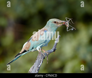 Rullo europea (Coracias garrulus) con un insetto, Kruger National Park, Sud Africa e Africa Foto Stock