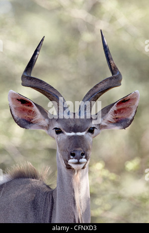 Giovani maggiore kudu (Tragelaphus strepsiceros) buck, Kruger National Park, Sud Africa e Africa Foto Stock