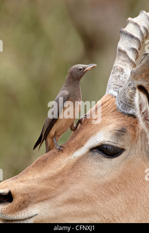 Immaturo rosso-fatturati oxpecker (Buphagus erythrorhynchus) su un impala, Kruger National Park, Sud Africa e Africa Foto Stock