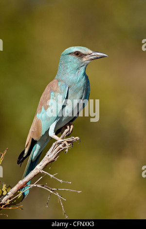 Rullo europea (Coracias garrulus), Kruger National Park, Sud Africa e Africa Foto Stock