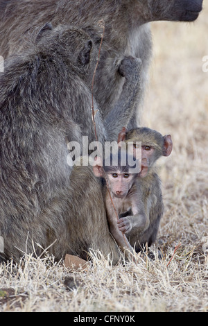 Due infant Chacma babbuini (Papio ursinus), Kruger National Park, Sud Africa e Africa Foto Stock