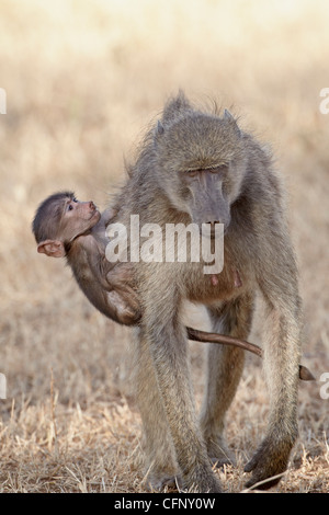 Infant Chacma baboon (Papio ursinus) salendo sulla sua madre la schiena, il Parco Nazionale Kruger, Sud Africa e Africa Foto Stock