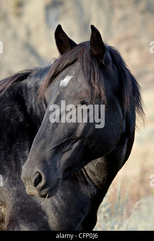 Wild Horse (Equus caballus), Parco nazionale Theodore Roosevelt, il Dakota del Nord, Stati Uniti d'America, America del Nord Foto Stock