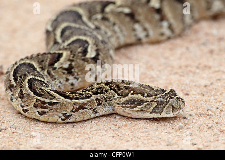 Puff sommatore (African puff sommatore) (Comune puff sommatore) (Bitis arietans), Kruger National Park, Sud Africa e Africa Foto Stock