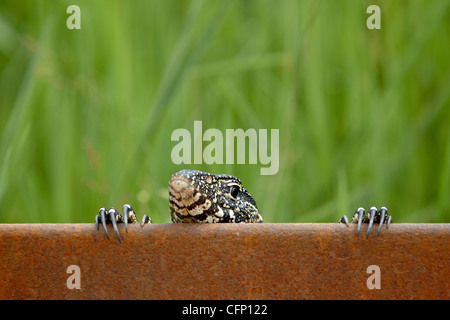 L'elemento di monitoraggio presenza acqua (Varanus niloticus) peeking su un ponte, il Parco Nazionale Kruger, Sud Africa e Africa Foto Stock