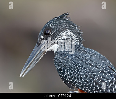 Giant kingfisher (Megaceryle maxima), il Parco Nazionale Kruger, Sud Africa e Africa Foto Stock