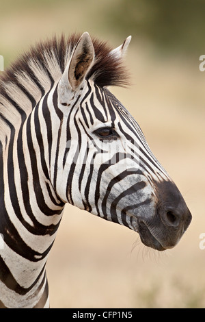 Chapman's zebra (pianure Zebra) (Equus burchelli antiquorum), Kruger National Park, Sud Africa e Africa Foto Stock