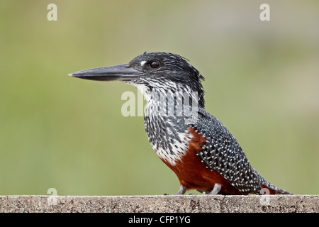 Giant kingfisher (Megaceryle maxima), il Parco Nazionale Kruger, Sud Africa e Africa Foto Stock