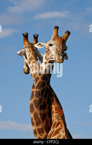 Due maschio giraffa del capo (Giraffa camelopardalis giraffa) combattimenti, Imfolozi Game Reserve, Sud Africa e Africa Foto Stock