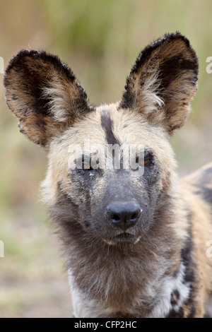 African wild dog (African Hunting dog) (Capo Caccia cane) (Lycaon pictus), la Hluhluwe Game Reserve, Sud Africa e Africa Foto Stock