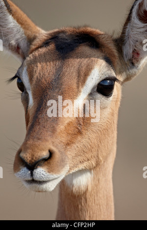 Impala femmina (Aepyceros melampus), la Hluhluwe Game Reserve, Sud Africa e Africa Foto Stock